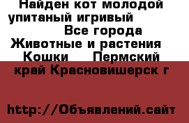 Найден кот,молодой упитаный игривый 12.03.2017 - Все города Животные и растения » Кошки   . Пермский край,Красновишерск г.